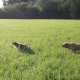 <h1 style="font-size: 12px"><font color="#333333">I Cani da Caccia a Lavoro del nostro Amico Cacciatore Andrea</font></h1>